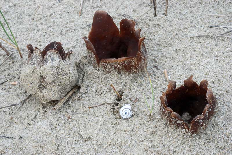 Funghi del litorale Romagnolo